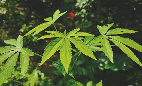 plants that are similar to weed